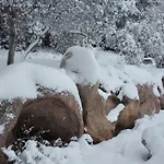 Monte Pino * Telti