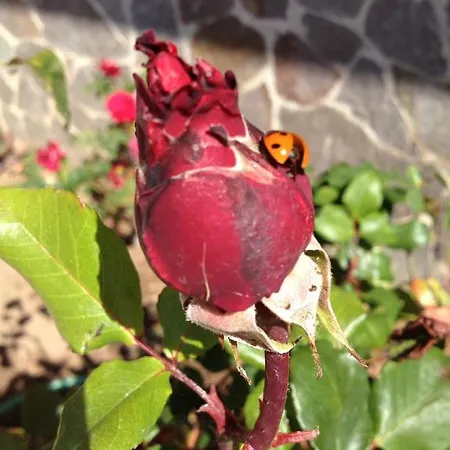 Monte Pino Kır Evi *