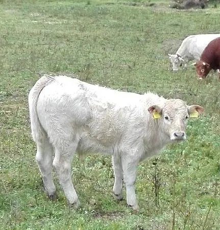 Monte Pino בית כפרי *